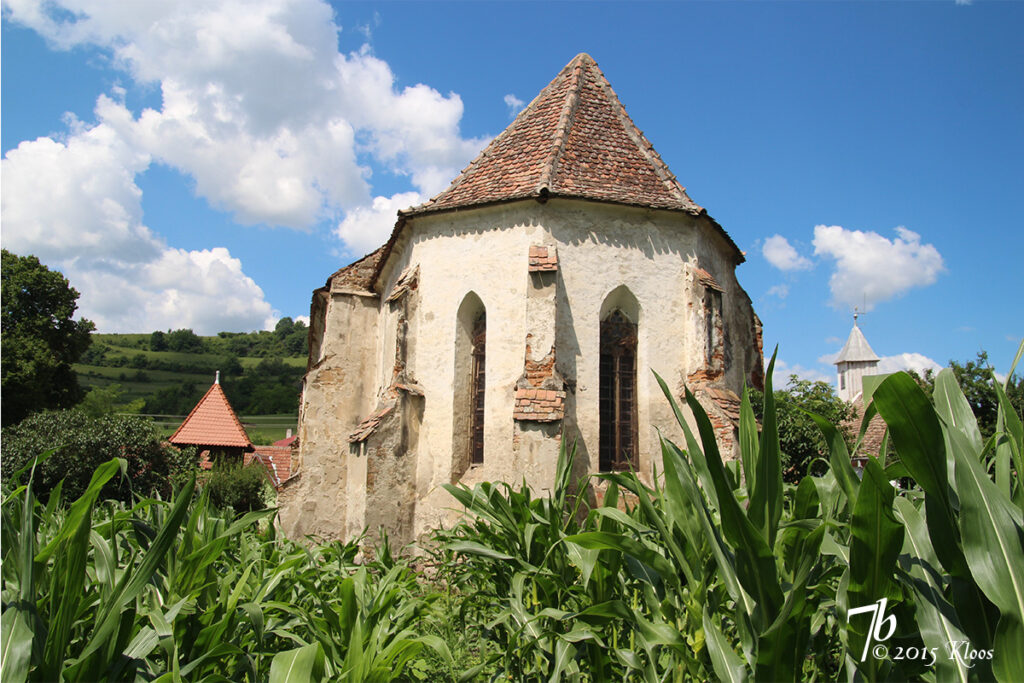 Blick durch Maisfelder auf den Chor der evangelischen Kirche in Schmiegen